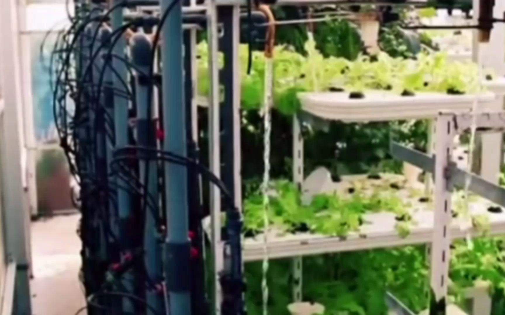 中东：沙漠垂直农场运营模式，科技农业水培技术