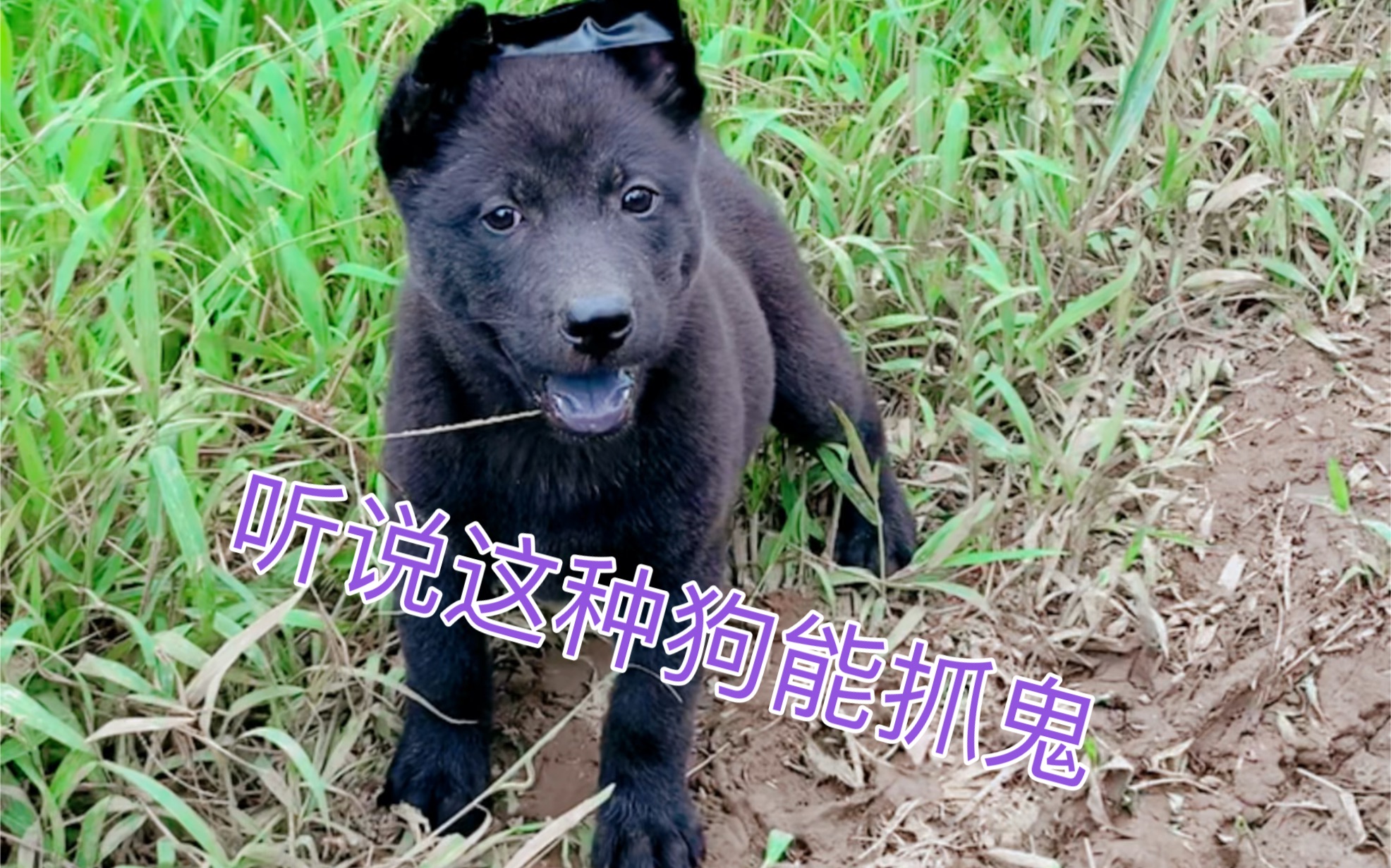 纯种中华田园犬广西土猎稀有的五黑狗连舌头都是黑色的