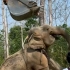论挖机对老年大象的重要性！