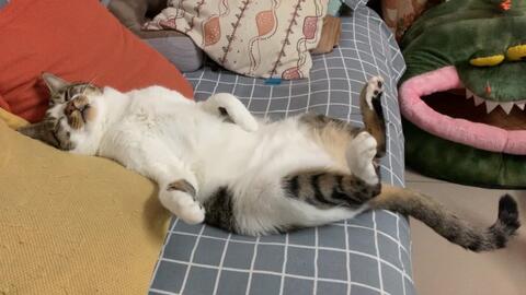 迷迷糊糊的过了一年 31ffaaa6bc61ed72e81174dc8d2c2d5940d619c5.jpg@480w_270h_1c