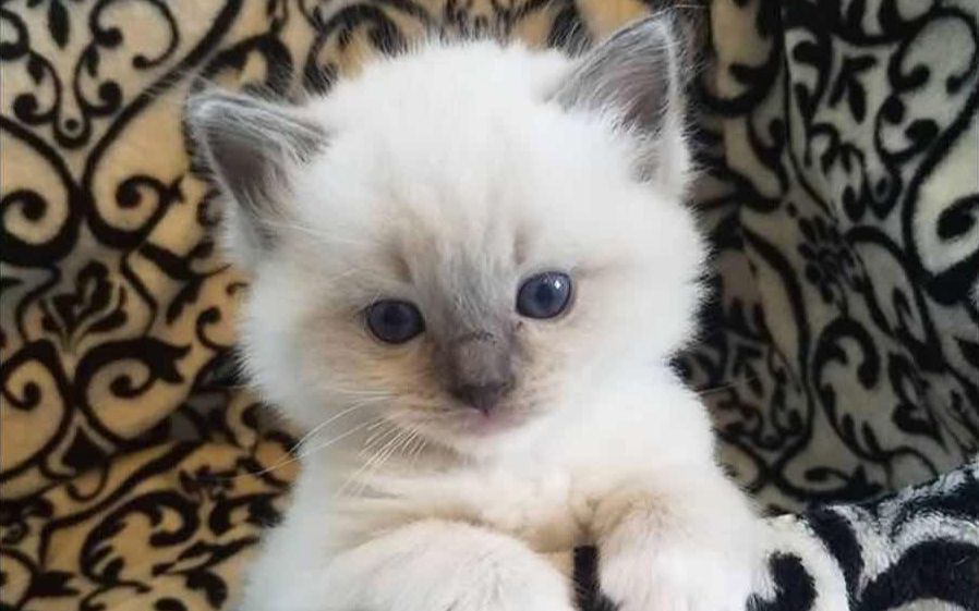 【布偶猫】奶猫的小拳拳萌化你的心_哔哩哔哩_bilibili