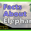 Facts About Elephants 🐘 关于大象