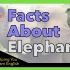Facts About Elephants ? 关于大象 ?
