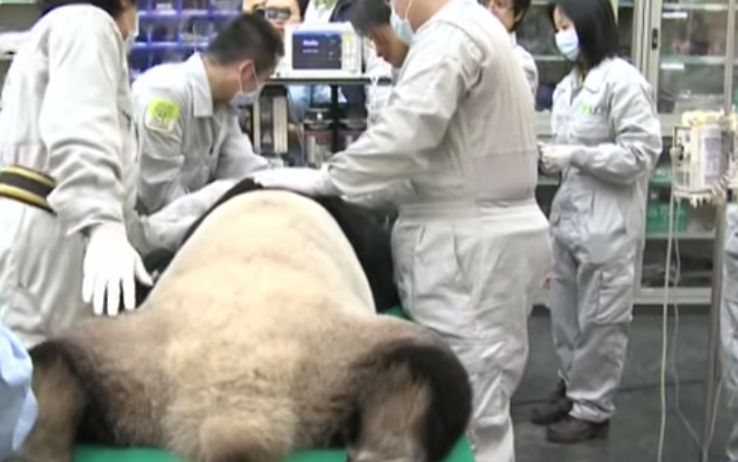大熊猫就不要面子的啊,人工取精还被围观录像