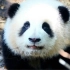 【36只熊猫的成长变化】从小团子到成年熊，大熊猫长得太快了
