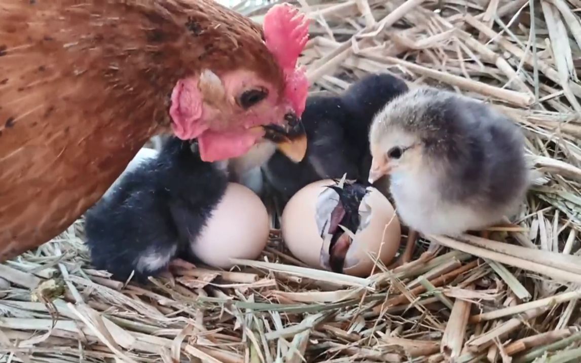 小鸡崽是怎么破壳出生的  鸡妈妈孕育生命的母爱  太伟大了