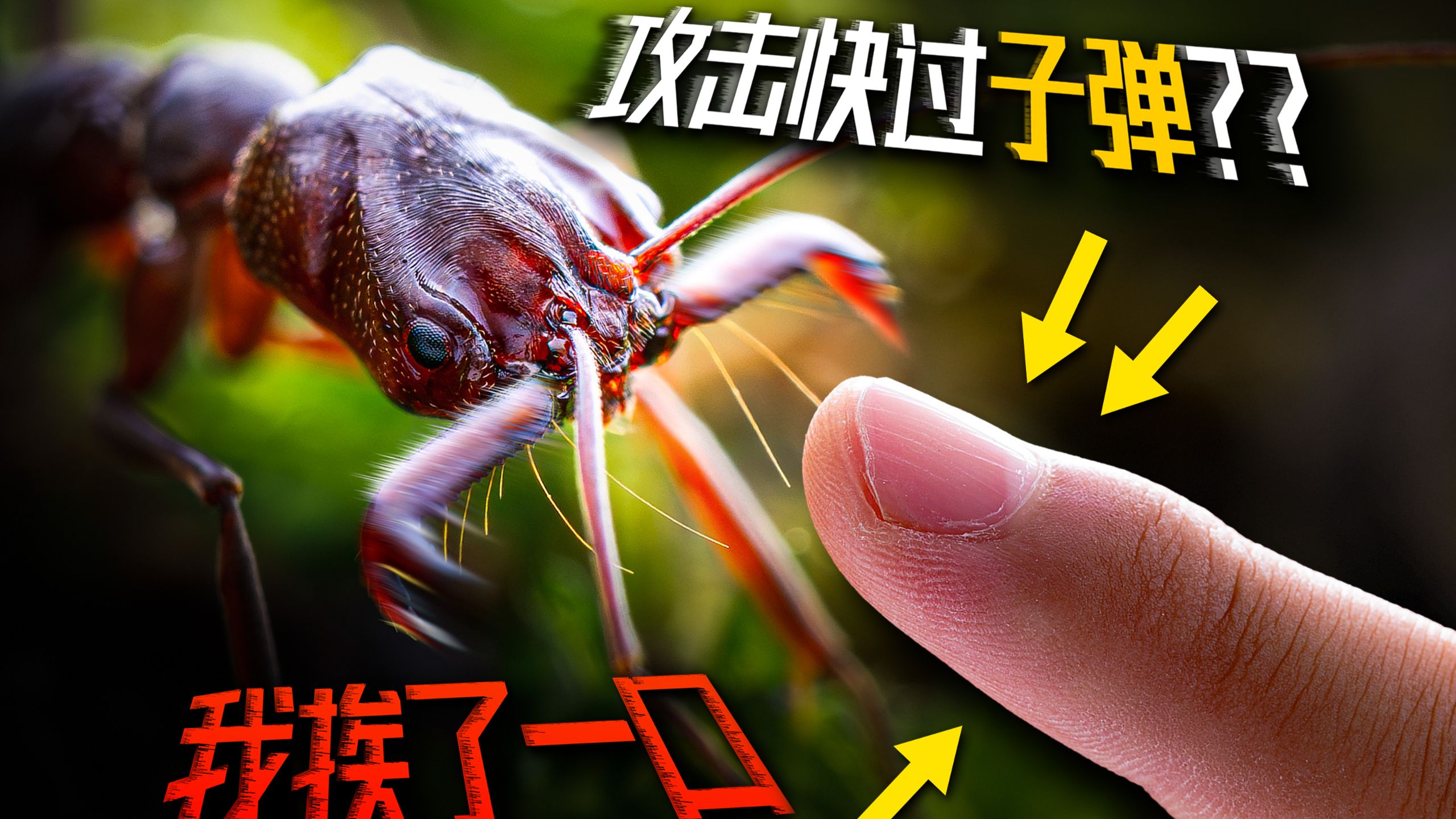 被世界上攻击速度最快的生物咬一口会发生什么？| 斯洛挺进天目山！
