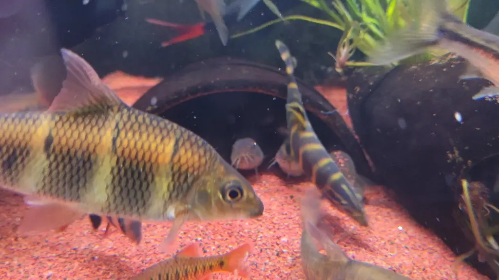 看看一个躲避罐能挤多少鱼