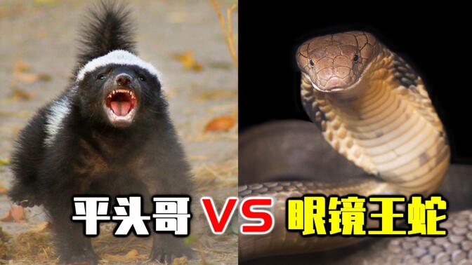 眼镜王蛇VS平头哥！蜜獾能抗住眼镜王蛇的毒液吗？