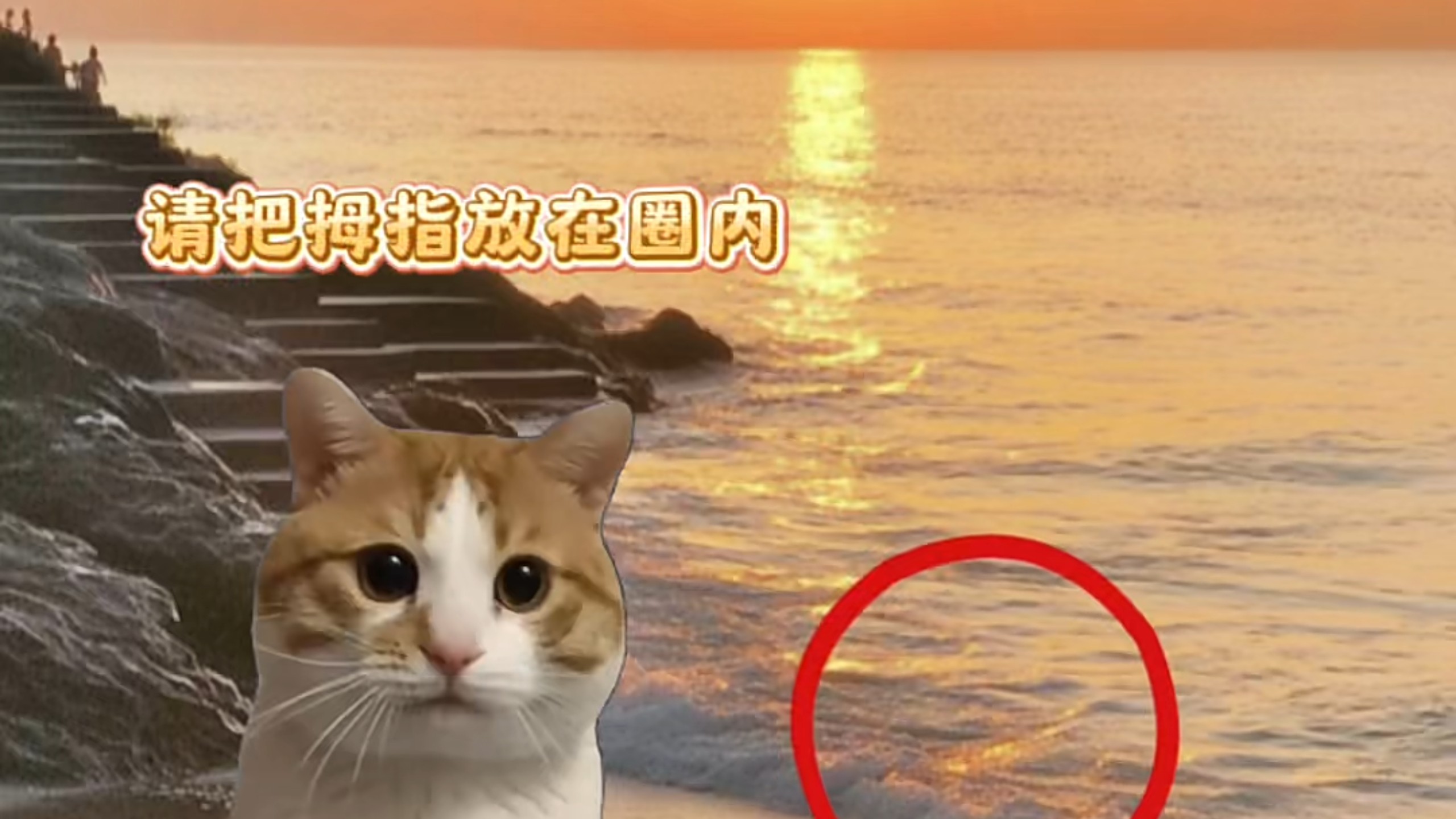 暂停一下，小猫有话说