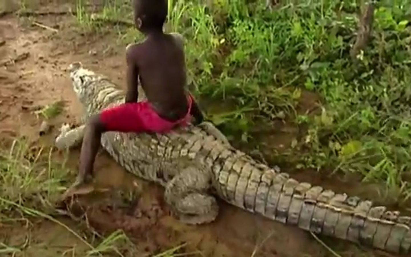 善良之鳄！非洲村民用爱感化鳄鱼，不仅能当坐骑还靠它抗旱【寰球大百科310】