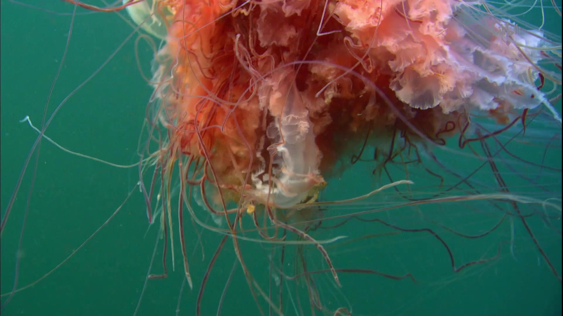 地球上最大的水母被海葵生吞