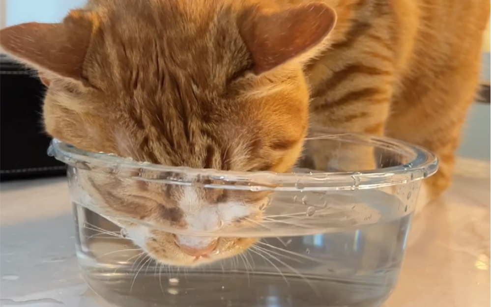 你应该遇不到第二只这样喝水的猫！？