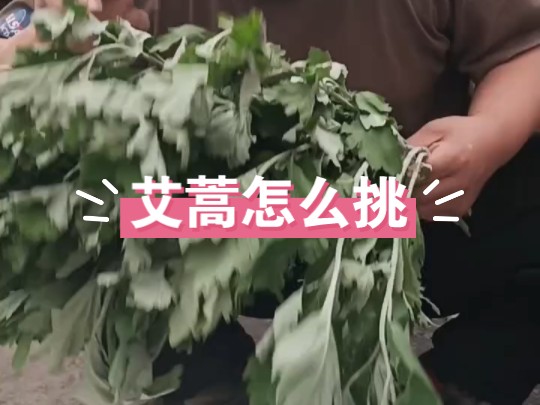 你买的艾蒿有可能买错了，艾蒿怎么挑，东北土豆哥教你挑艾蒿