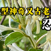 采摘金银花你需要知道的风险，忍冬的秘密
