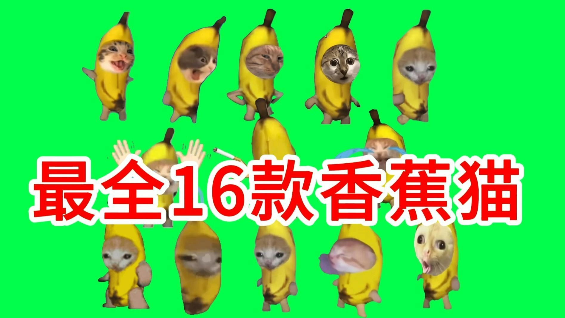 【16款香蕉猫合集纯享版】猫meme绿幕素材完整分享～，猫meme素材整合分享，高清合集分享！