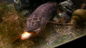 乌龟怎么喂食的最快方法 328b62e216927689b0897a42bb1fd3ee4108cc7a.jpg@280w_158h_1c_100q.jpg