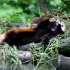 【小熊猫】小能妖娆的躺吃