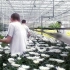 荷兰花卉产业｜玻璃温室种植观赏菊