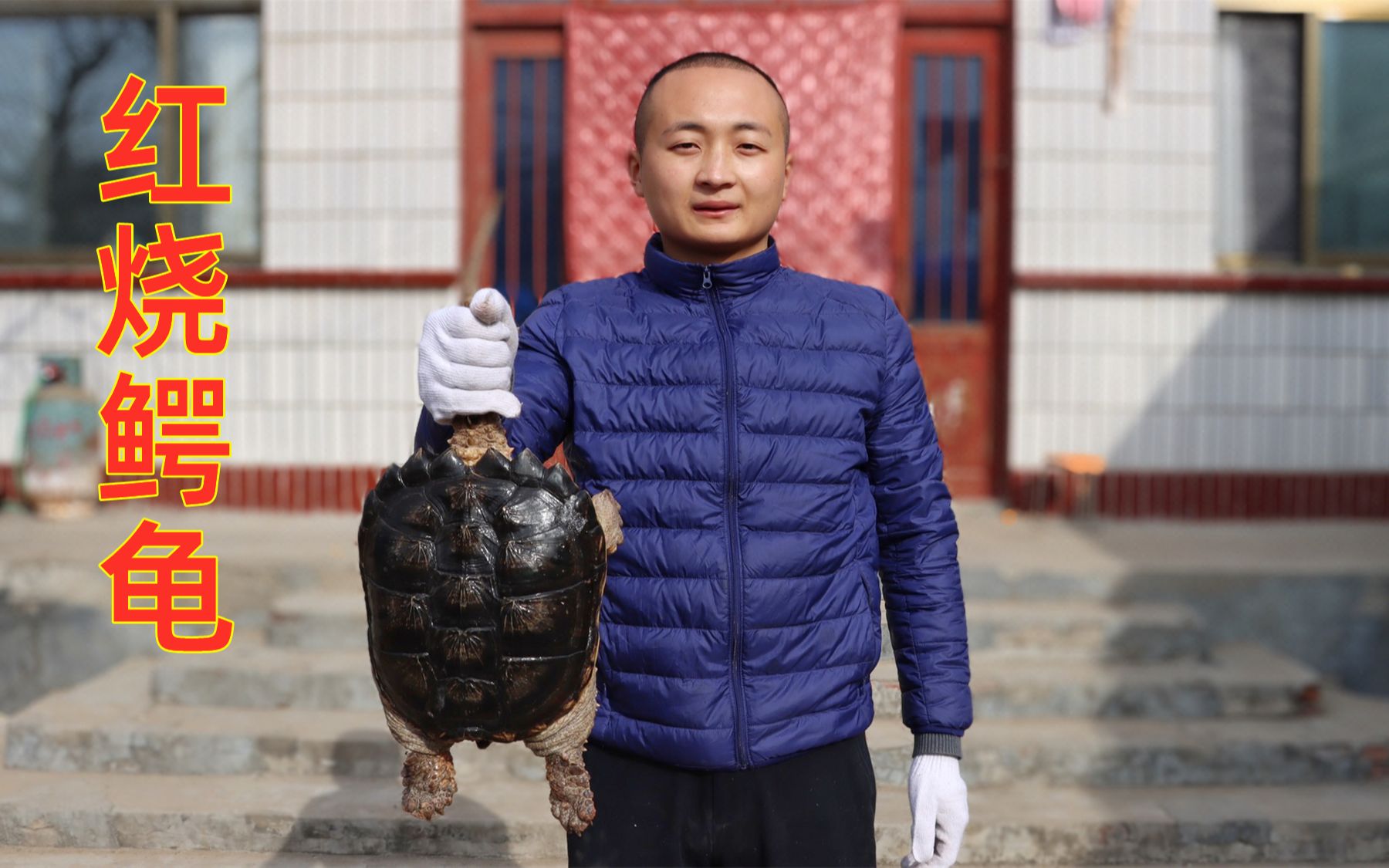 阿远买了两只人工养殖鳄龟，做一道“红油鳄龟”解下馋，四叔爱吃_哔哩哔哩_bilibili