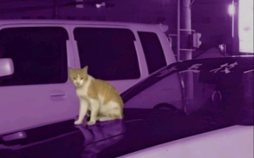 [Phonk] kitty phonk (Explicit)