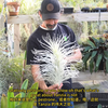 这次国外仙人球播主探访的是绿植棚