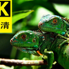 【4K】各种动物高清视频合集