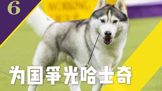 【解说】为国争光的哈士奇选手，工作犬组-2020年美国西敏寺犬展第六期