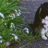 跟着旅行达人，一起去日本猫岛撸猫吧 | 福冈相岛的猫咪物语
