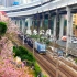广州竟然有这样的一个地方？当看到火车经过在开满紫荆花的地方的时候那种感觉是什么样的呢？