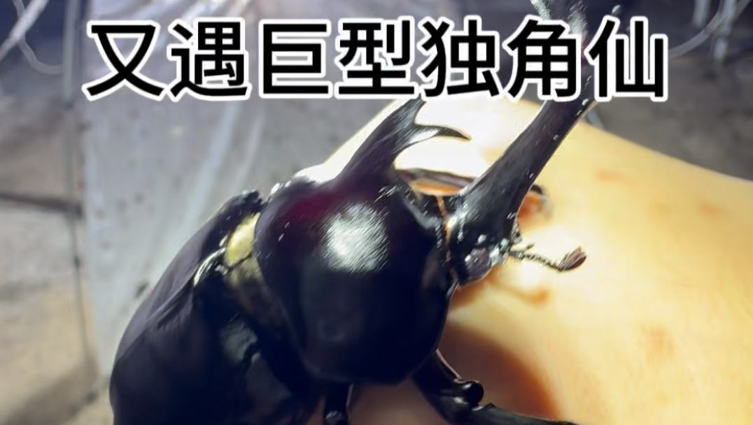 又遇巨型独角仙