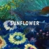 【钢琴谱】Sunflower／Orangestar（橙星）