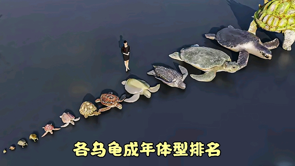 各乌龟成年体型大小排名