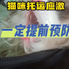 托运前给猫喂安定？我差点害死我的猫