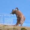不是花火呀《Ring Ring Ring》希望听到你说Hi