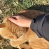 【中科院猫猫研究所】晒太阳的胖橘手感真好