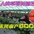 90天实现亩产6000斤大草莓 惊人的温室草莓种植技术 超干货超解压