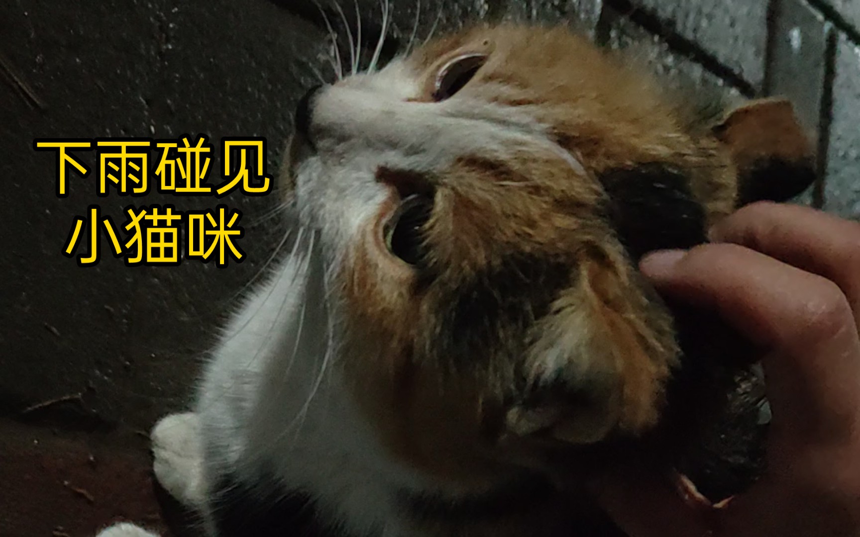 【河南师大】小猫咪好温柔啊，吃饭也不忘记和营业和人类贴贴