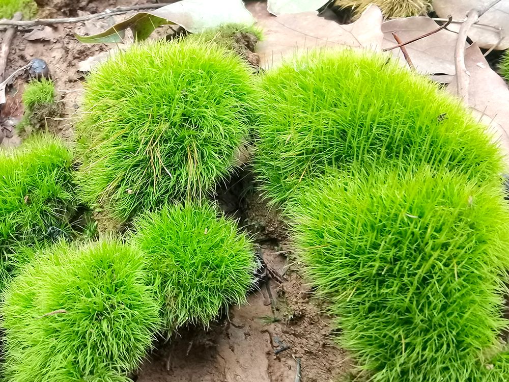 全面讲解苔藓种植知识大全