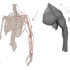 绘画教程丨人体解剖的重要逻辑（公开课）
