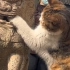 寺院猫猫掏石狮球