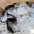 【蝎子】橄绿织尾蝎（Uroplectes olivaceus）幼体抖尾警告