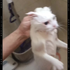 花团锦簇之裸体猫拳