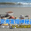 把贝壳放大5000倍，发现神秘孔洞，到底是什么动物留下的