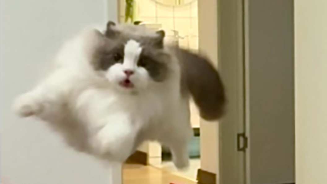 小猫那些莫名其妙的秩序感……