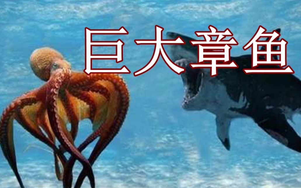 世界上最大的动物 巨大章鱼 Giant Octopus 哔哩哔哩 つロ干杯 Bilibili