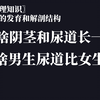 〖性生理知识〗阴茎的发育和解剖结构