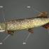 淡水鱼 科普3D动画演示淡水鱼的种类及它们的生活环境