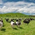 没有疯牛病的新西兰散养牧场，奶牛吃天然牧草产香浓牛奶！