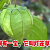 田间有一宝，它叫灯笼草（苦蘵），用来煮水作用厉害了，遇到摘些